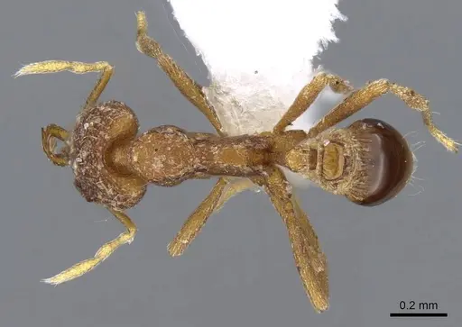 Strumigenys mayri specimen CASENT0914846 image casent0914846_1
