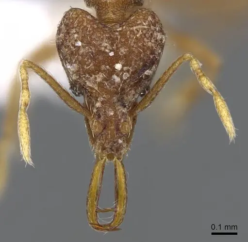 Strumigenys mayri specimen CASENT0914846 image casent0914846_2