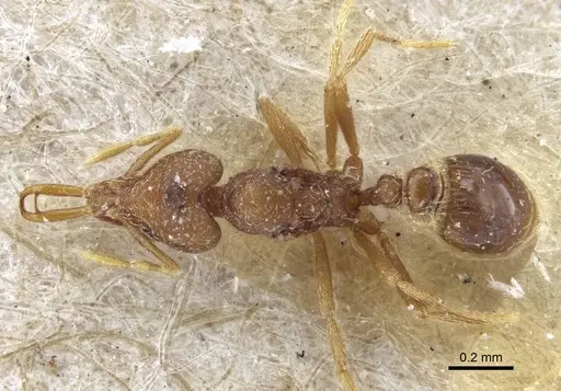 Strumigenys mayri specimen CASENT0916688 image casent0916688_1