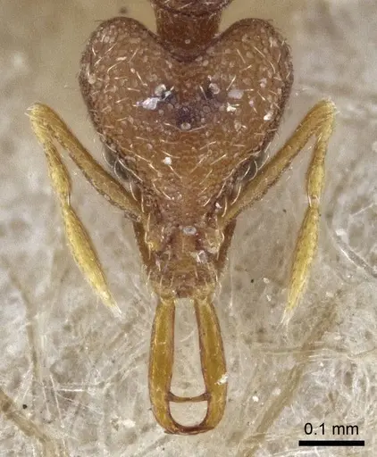 Strumigenys mayri specimen CASENT0916688 image casent0916688_2