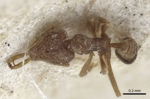 Strumigenys mayri specimen CASENT0916689 image casent0916689_1
