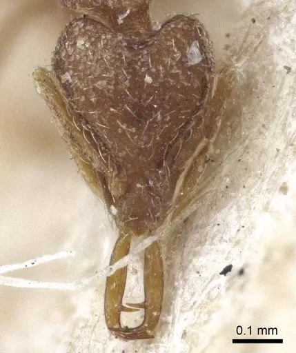 Strumigenys mayri specimen CASENT0916689 image casent0916689_2