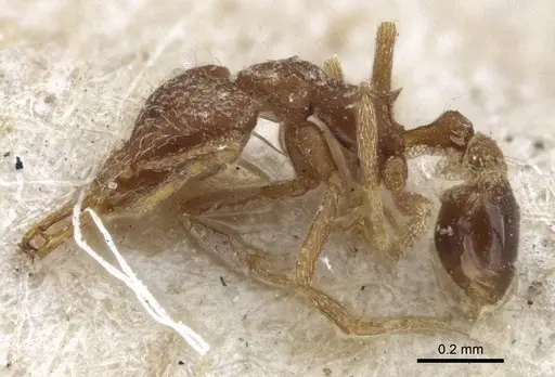 Strumigenys mayri specimen CASENT0916689 image casent0916689_3
