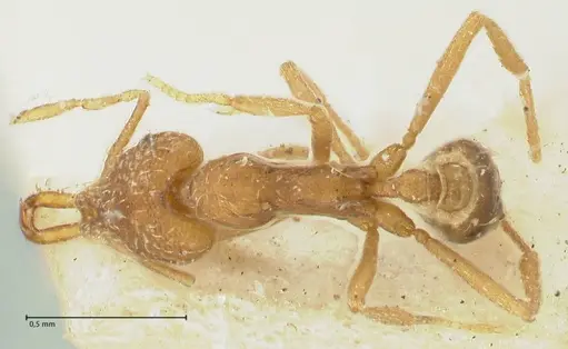 Strumigenys mayri specimen FOCOL2157 image focol2157_1