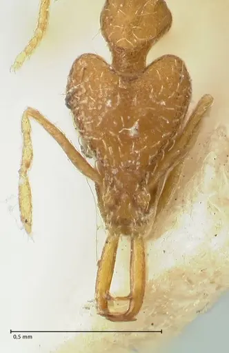 Strumigenys mayri specimen FOCOL2157 image focol2157_2