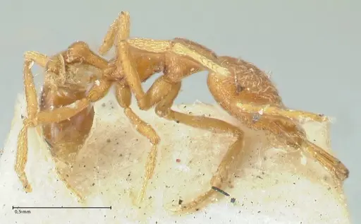 Strumigenys mayri specimen FOCOL2157 image focol2157_3