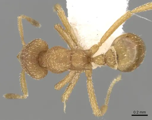 Strumigenys media specimen CASENT0280716 image casent0280716_1