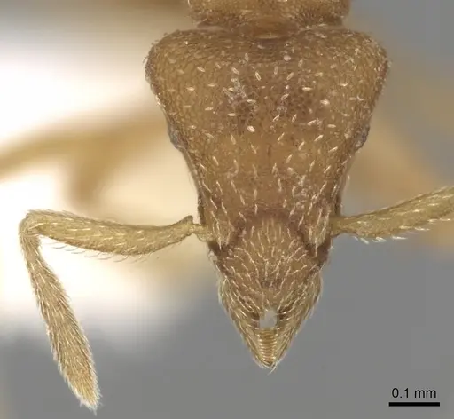 Strumigenys media specimen CASENT0280716 image casent0280716_2