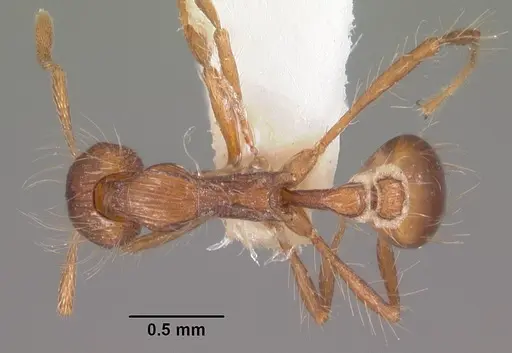 Strumigenys medusa specimen CASENT0102603 image casent0102603_1