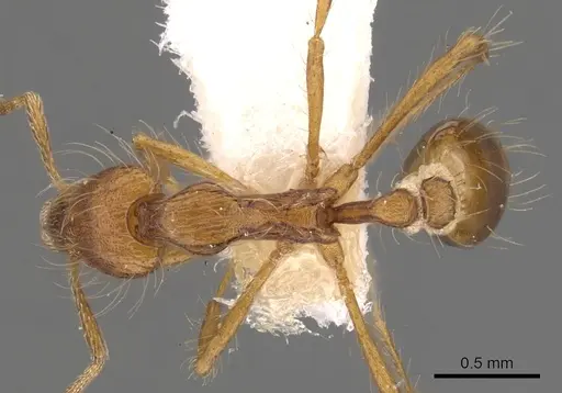 Strumigenys medusa specimen CASENT0900127 image casent0900127_1