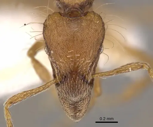 Strumigenys medusa specimen CASENT0900127 image casent0900127_2