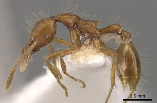 Strumigenys medusa specimen CASENT0900127 image casent0900127_3