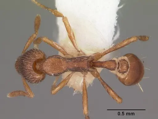 Strumigenys megaera specimen CASENT0102604 image casent0102604_1