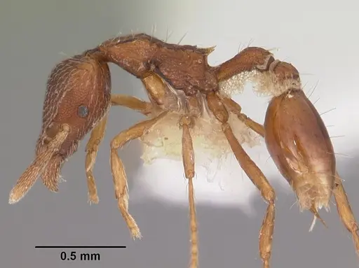 Strumigenys megaera specimen CASENT0102604 image casent0102604_3