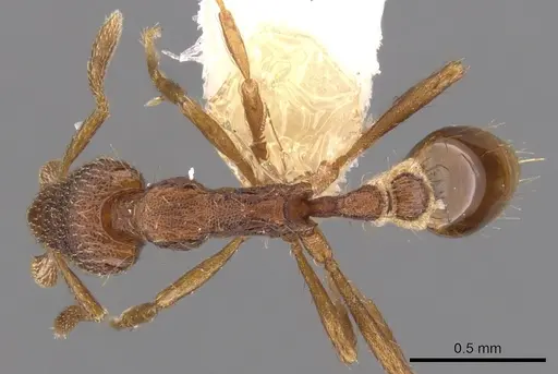 Strumigenys megaera specimen CASENT0900125 image casent0900125_1