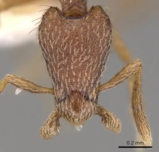 Strumigenys megaera specimen CASENT0900125 image casent0900125_2