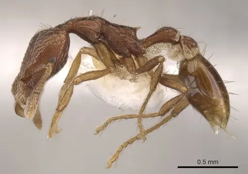 Strumigenys megaera specimen CASENT0900125 image casent0900125_3