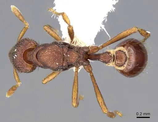 Strumigenys megaera specimen CASENT0914626 image casent0914626_1