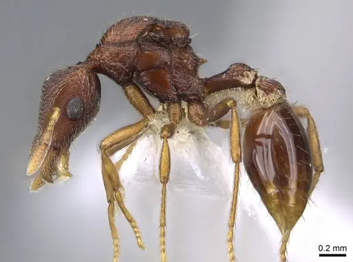 Strumigenys megaera specimen CASENT0914626 image casent0914626_3