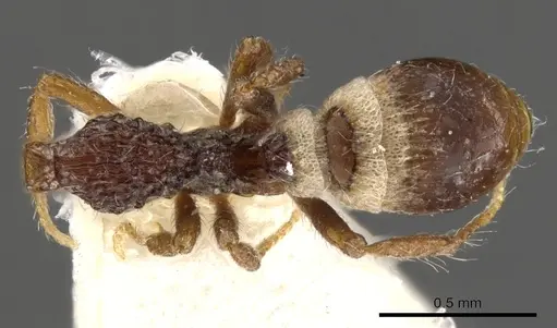 Strumigenys mekaha specimen CASENT0900087 image casent0900087_1