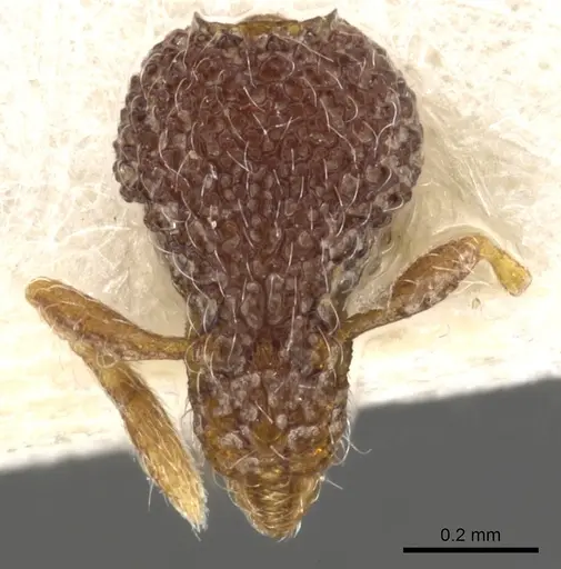 Strumigenys mekaha specimen CASENT0900087 image casent0900087_2