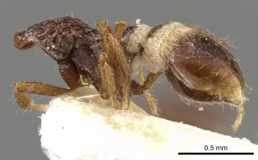Strumigenys mekaha specimen CASENT0900087 image casent0900087_3