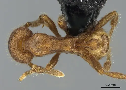 Strumigenys memorialis specimen ANTWEB1054791 image antweb1054791_1