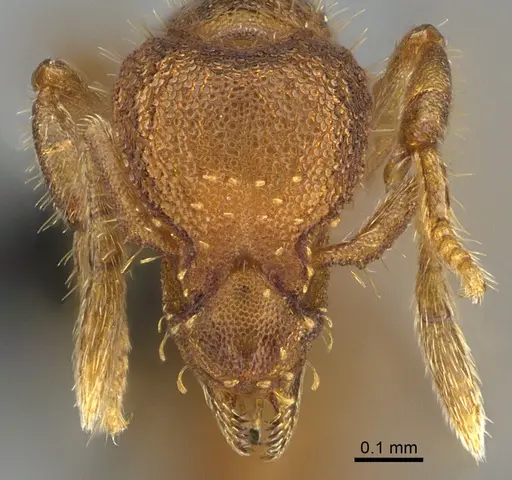 Strumigenys memorialis specimen ANTWEB1054791 image antweb1054791_2