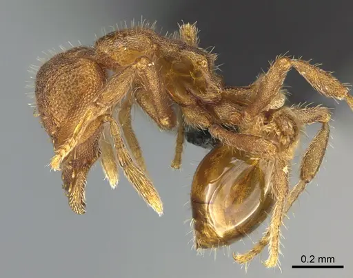 Strumigenys memorialis specimen ANTWEB1054791 image antweb1054791_3