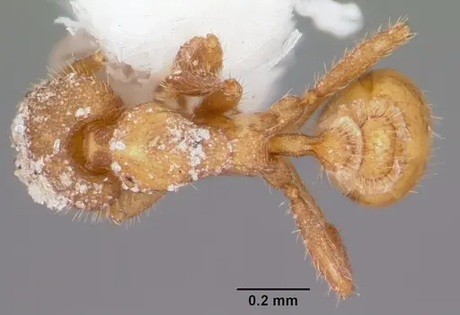 Strumigenys memorialis specimen CASENT0104812 image casent0104812_1
