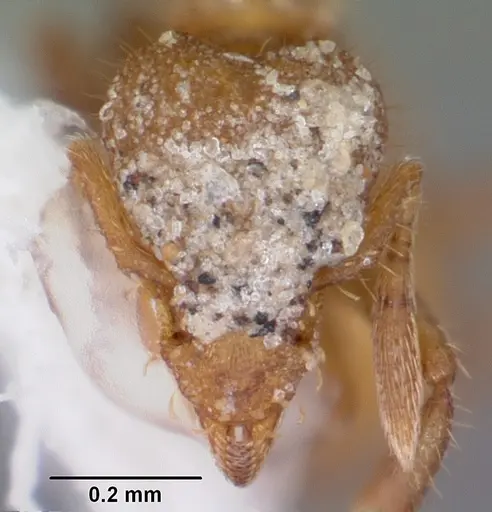Strumigenys memorialis specimen CASENT0104812 image casent0104812_2