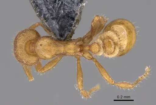 Strumigenys memorialis specimen CASENT0747064 image casent0747064_1