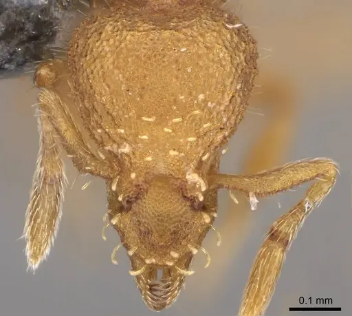Strumigenys memorialis specimen CASENT0747064 image casent0747064_2