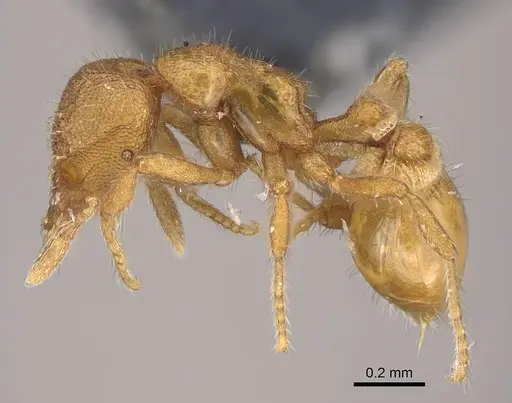 Strumigenys memorialis specimen CASENT0747064 image casent0747064_3