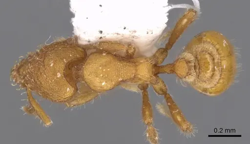 Strumigenys memorialis specimen CASENT0900167 image casent0900167_1