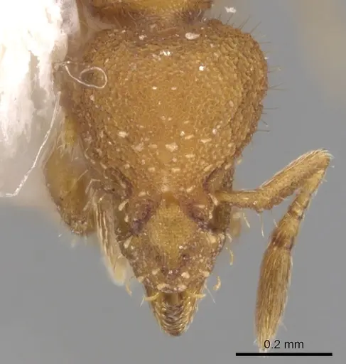 Strumigenys memorialis specimen CASENT0900167 image casent0900167_2