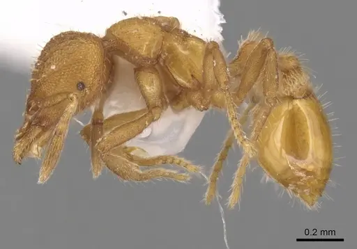 Strumigenys memorialis specimen CASENT0900167 image casent0900167_3