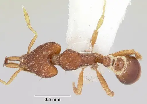 Strumigenys mendezi specimen CASENT0102674 image casent0102674_1