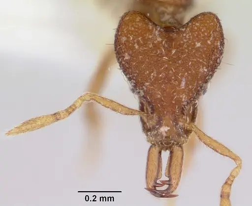 Strumigenys mendezi specimen CASENT0102674 image casent0102674_2