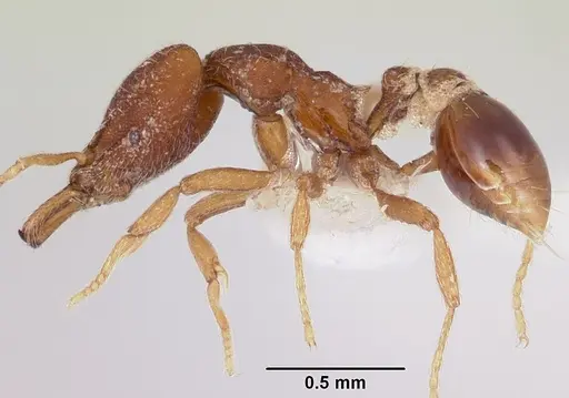 Strumigenys mendezi specimen CASENT0102674 image casent0102674_3