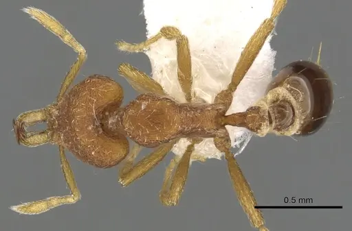 Strumigenys mendezi specimen CASENT0900884 image casent0900884_1