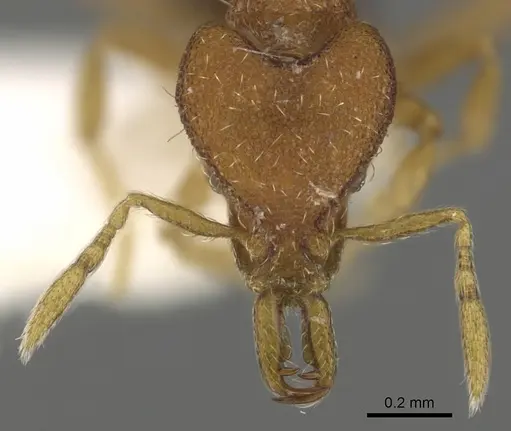 Strumigenys mendezi specimen CASENT0900884 image casent0900884_2