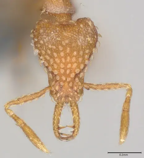 Strumigenys mesahyla specimen CASENT0775334 image casent0775334_1