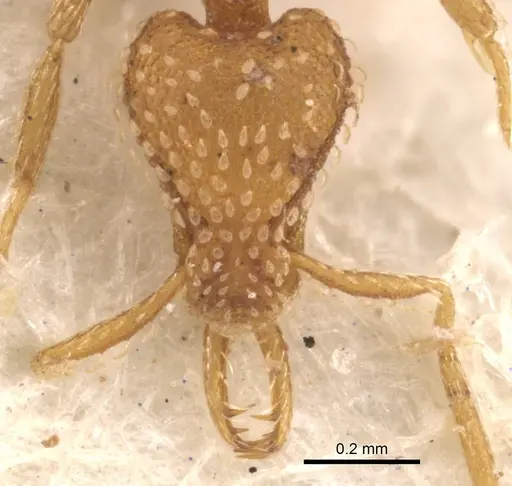Strumigenys mesahyla specimen CASENT0900632 image casent0900632_2