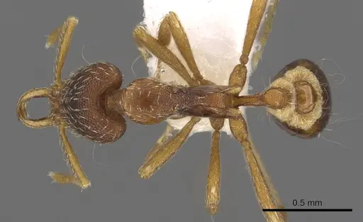 Strumigenys mesedsura specimen CASENT0900898 image casent0900898_1