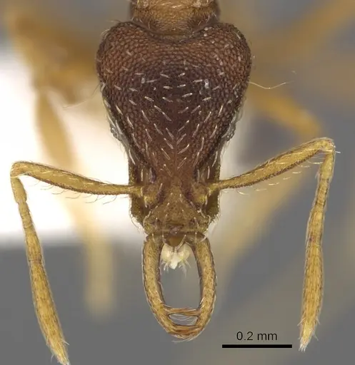 Strumigenys mesedsura specimen CASENT0900898 image casent0900898_2
