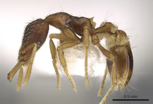 Strumigenys mesedsura specimen CASENT0900898 image casent0900898_3