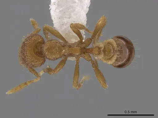 Strumigenys metazytes specimen CASENT0643259 image casent0643259_1