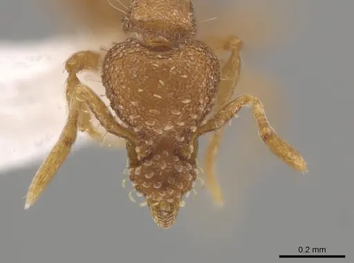 Strumigenys metazytes specimen CASENT0643259 image casent0643259_2
