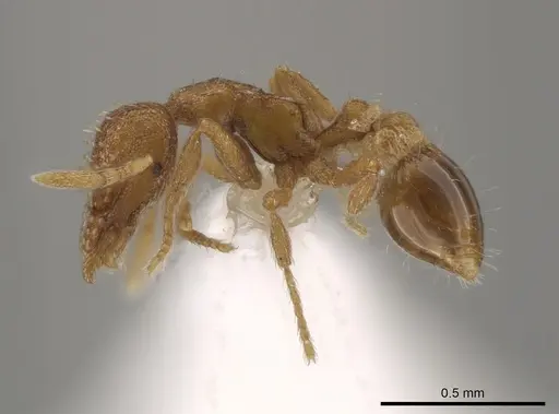 Strumigenys metazytes specimen CASENT0643259 image casent0643259_3